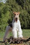 FOX TERRIER 227